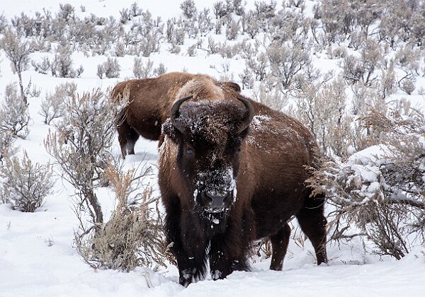 Flower and plants, Bugs, Creatures, Vernal Pools, and River Herring. 128 images