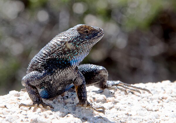 Nature Nature --> 253 images 1 video