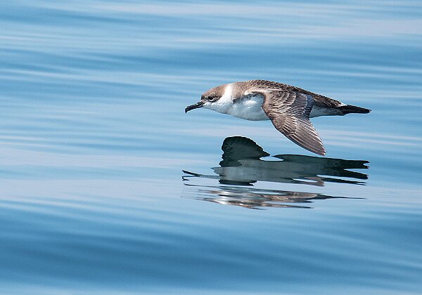 Stellwagen Bank Stellwagen Bank --> Photos from Stellwagen Bank National Marine sanctuary. 417 images