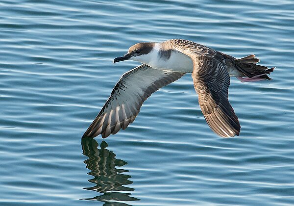 Photos from Stellwagen Bank National Marine sanctuary. 391 images