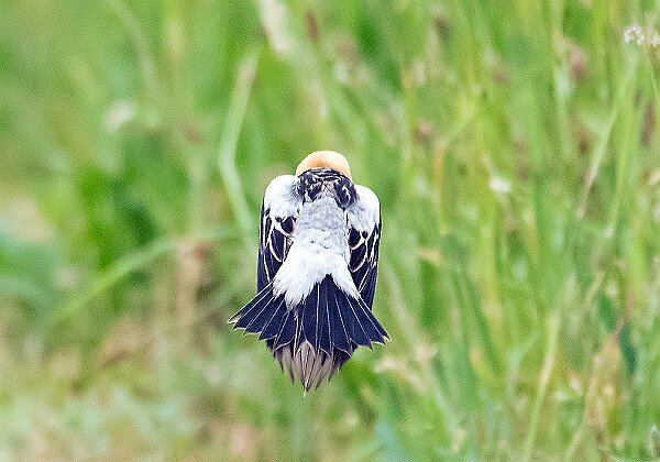 Wildlands Trust Photos Wildlands Trust Photos --> Photos from Wildlands Trust preserves around the the South Shore and southeastern Mass. 651...