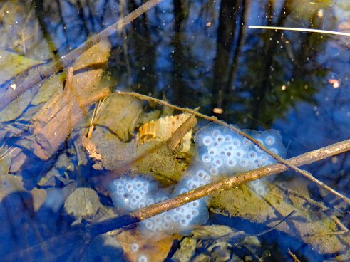 Spotted_Salamander_Egg_Mass-1