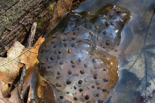 Striar_Vernal_Pools-04
