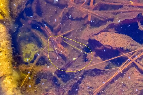 Striar_Vernal_Pools-05