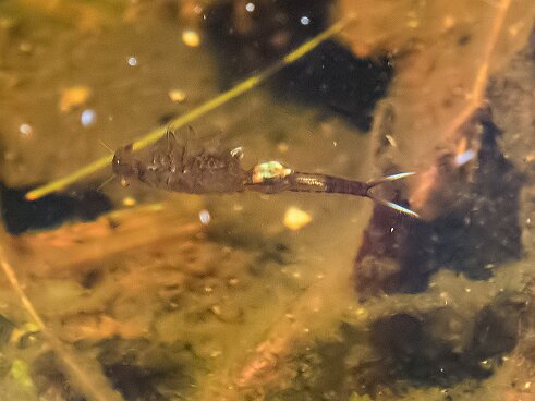 Striar_Vernal_Pools-06