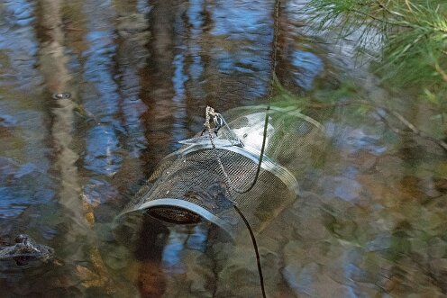 Striar_Vernal_Pools-07