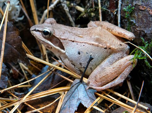 Striar_Vernal_Pools-11