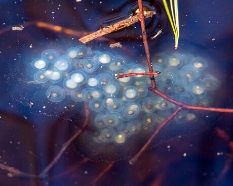 Striar_Vernal_Pools-12