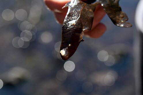 Striar_Vernal_Pools-13