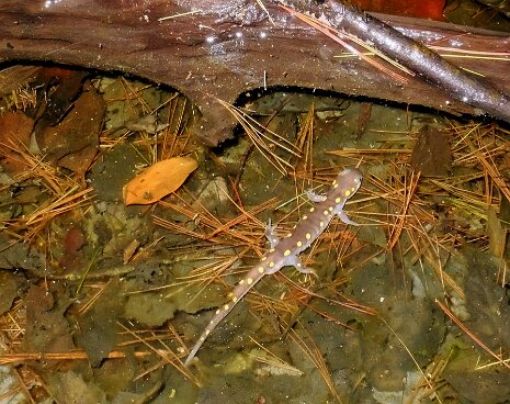 Striar_Vernal_Pools-16