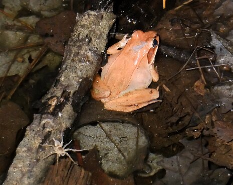 Striar_Vernal_Pools-17