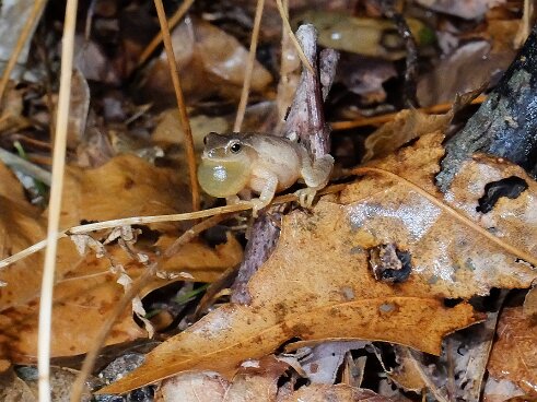 Striar_Vernal_Pools-20