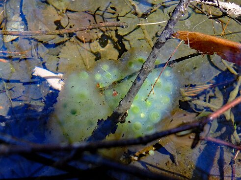 Oophila amblystomatis