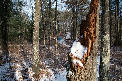 Wildlands Trust - Luigi and Teotista Cortelli Preserve