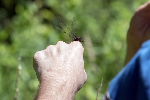 Great River Preserve - Dragonfly walk