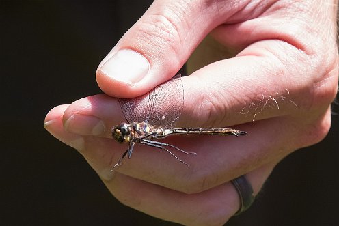 Great River Preserve - Dragonfly walk