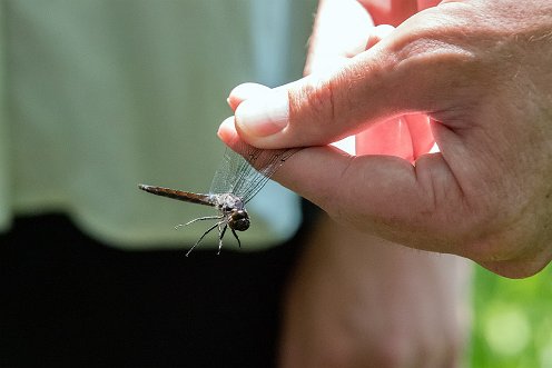 Great River Preserve - Dragonfly walk