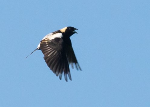 Bobolink Wildlands Trust