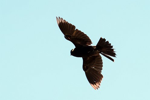 Bobolink at Wildlands Trust Great River Preserve