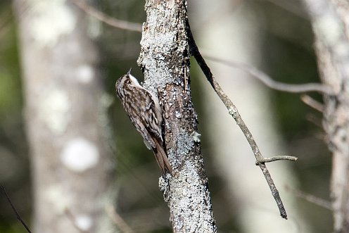 Brown Creeper at Great River Preserve.