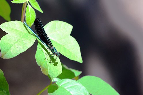 Ebony Jewelwing