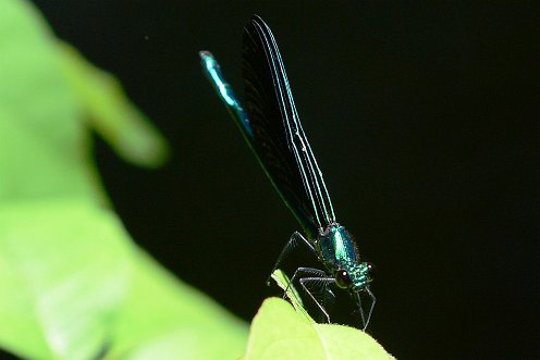 Ebony Jewelwing