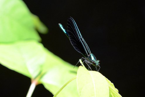 Ebony Jewelwing