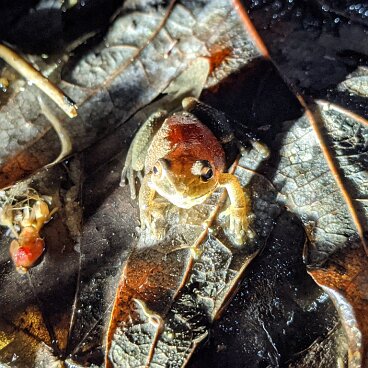 Spring Peeper