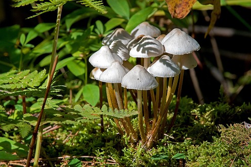 Mushrooms at Wildlands Trust - Striar Conservancy