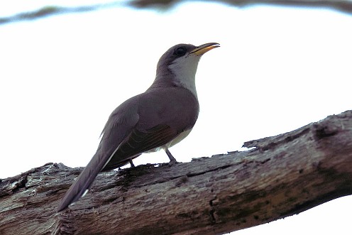 Yellow-billed Cuckoo at Striar Conservancy