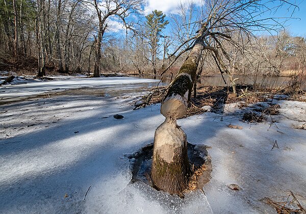 North Fork Preserve and Perkins - Bridgewater North Fork Preserve and Perkins - Bridgewater The North Fork Preserve and Perkins Conservation area straddle the Taunton...