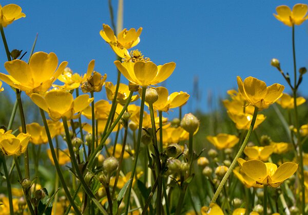 Great River Preserve - Wildlands Trust Great River Preserve - Wildlands Trust Great River Preserve is part of Wildlands Trust and is located in Bridgewater,...