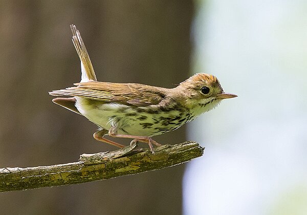 Striar Conservancy - Wildlands Trust Striar Conservancy - Wildlands Trust The Wildlands Trust Striar Conservancy is located in Halifax along Route 105...