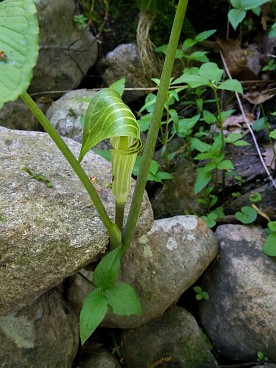 Jack -in-the-pulpit