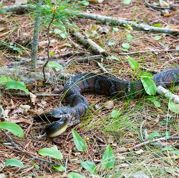 Northern Water snake Stewart/Person Preserve Kingston, MA