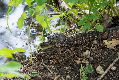 Northern Water snake Stewart/Person Preserve Kingston, MA