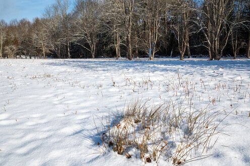 Main pasture at Willow Brook Farm