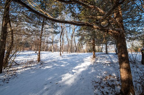 Through the Cedars