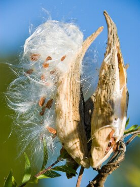 WillowBrook0907_006_edited-1