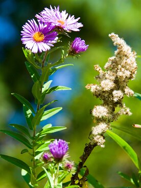 WillowBrook0907_014_edited-1