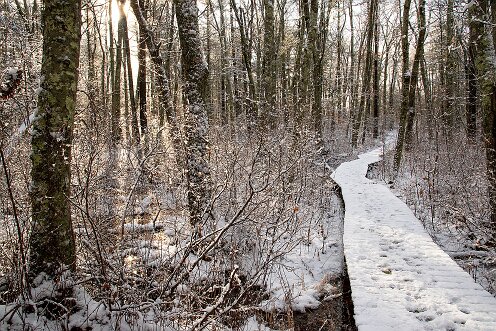 Willow_Brook_boardwalk_02
