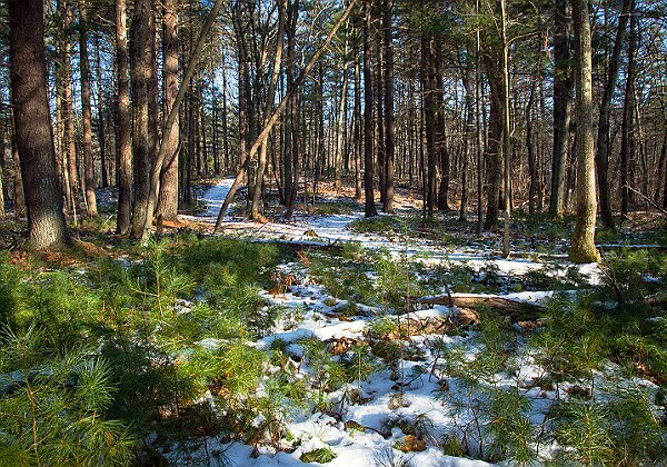 WB_Secondary_Sucession WB Secondary Sucession Willow Brook Farm Secondary Seccession 8 images